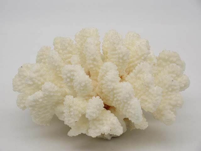 白珊瑚　オブジェ　640g　ホワイト　コーラル　天然
